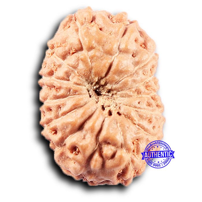 14 mukhi Indonesian Rudraksha -  Bead No. 367