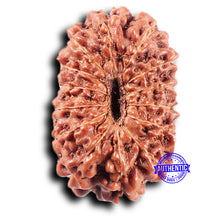 Load image into Gallery viewer, 14 mukhi Indonesian Rudraksha -  Bead No. 369

