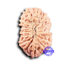 Load image into Gallery viewer, 14 mukhi Indonesian Rudraksha -  Bead No. 380
