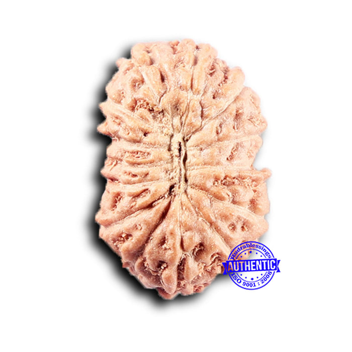 14 mukhi Indonesian Rudraksha -  Bead No. 380