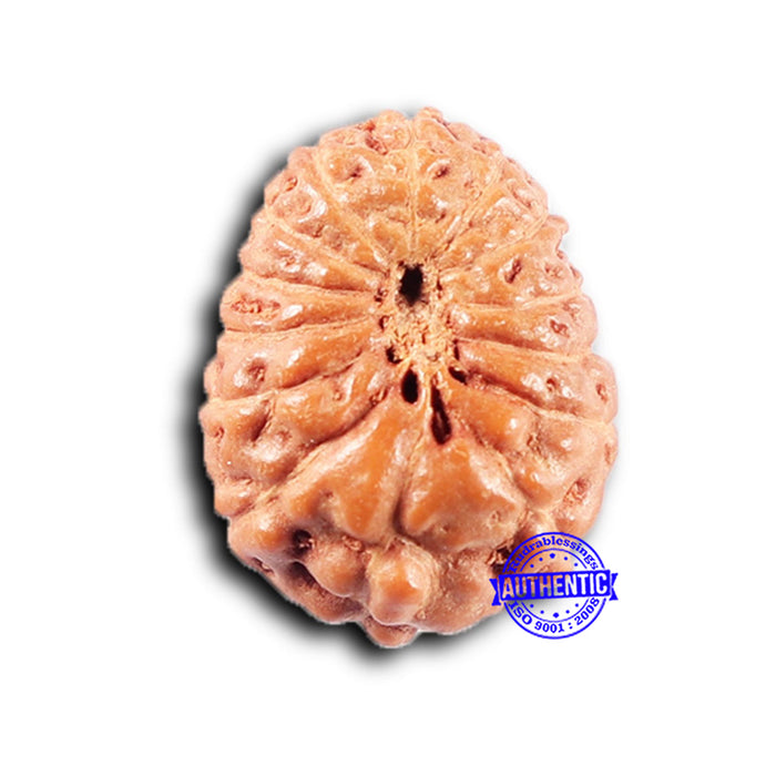 14 mukhi Indonesian Rudraksha -  Bead No. 381