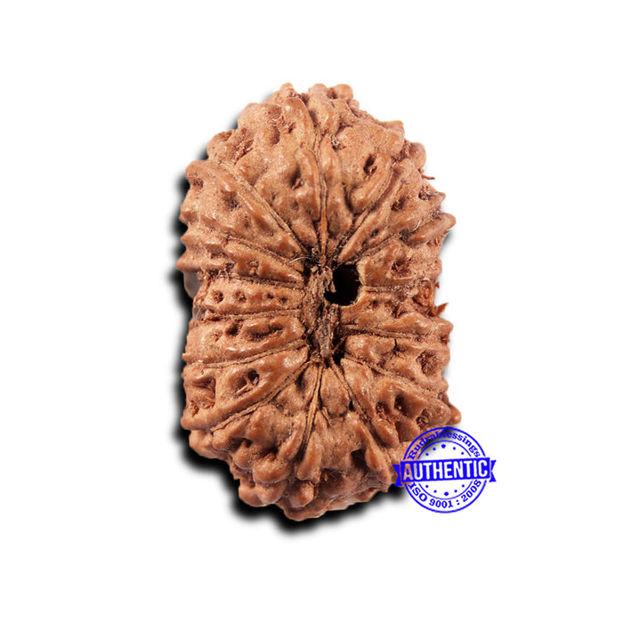 14 mukhi Indonesian Rudraksha -  Bead No. 396