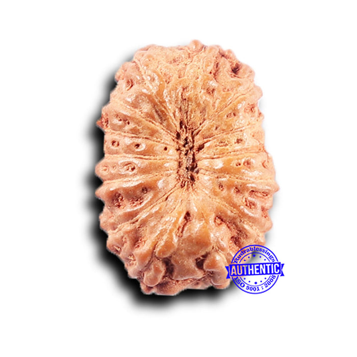 14 mukhi Indonesian Rudraksha -  Bead No. 388
