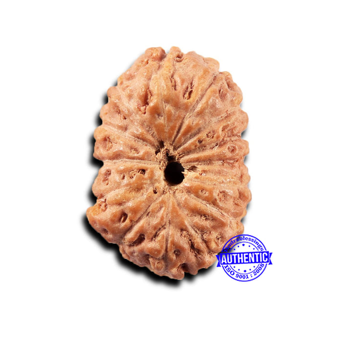14 mukhi Indonesian Rudraksha -  Bead No.394