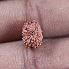 Load image into Gallery viewer, 14 mukhi Indonesian Rudraksha -  Bead No.404
