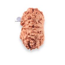 Load image into Gallery viewer, 14 mukhi Indonesian Rudraksha -  Bead No.404
