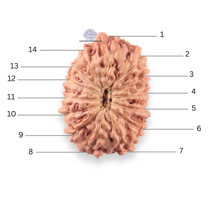 14 mukhi Indonesian Rudraksha -  Bead No.404
