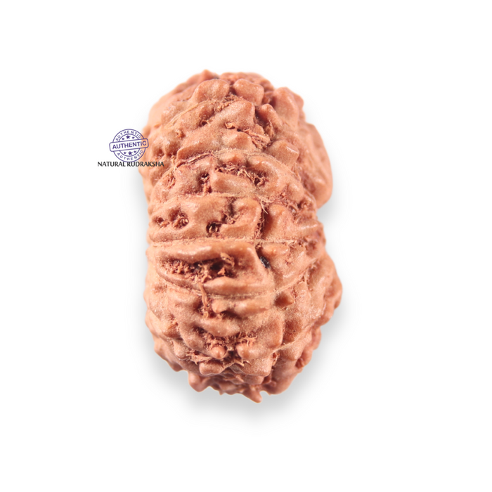 14 mukhi Indonesian Rudraksha -  Bead No.404