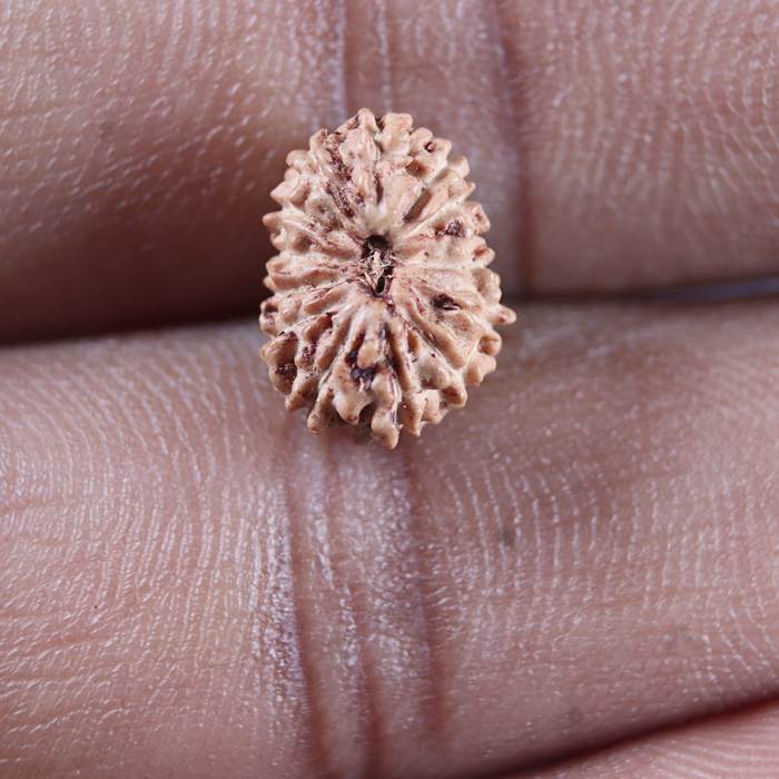14 mukhi Indonesian Rudraksha -  Bead No.405