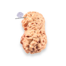 Load image into Gallery viewer, 14 mukhi Indonesian Rudraksha -  Bead No.405
