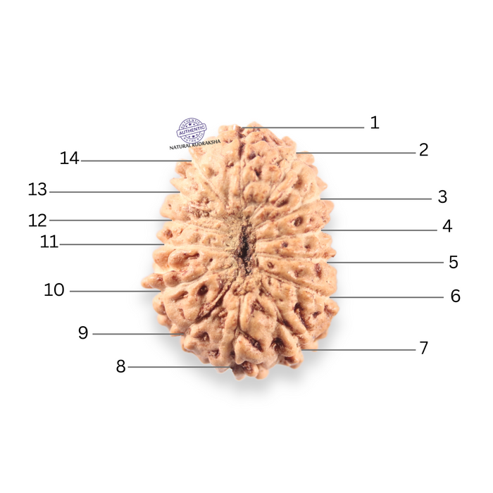 14 mukhi Indonesian Rudraksha -  Bead No.405
