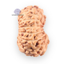 Load image into Gallery viewer, 14 mukhi Indonesian Rudraksha -  Bead No.405
