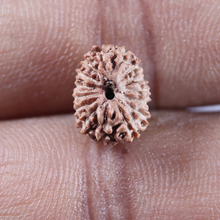 Load image into Gallery viewer, 14 mukhi Indonesian Rudraksha -  Bead No.406
