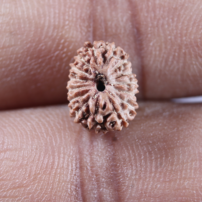 14 mukhi Indonesian Rudraksha -  Bead No.406