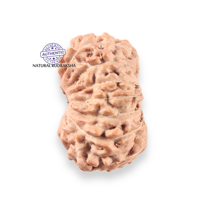 14 mukhi Indonesian Rudraksha -  Bead No.406