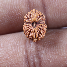 Load image into Gallery viewer, 14 mukhi Indonesian Rudraksha -  Bead No.407
