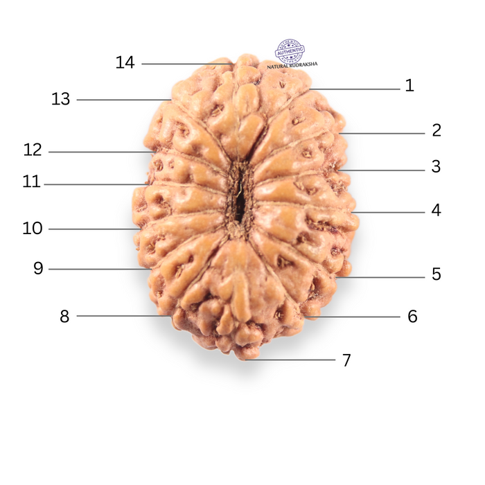 14 mukhi Indonesian Rudraksha -  Bead No.407