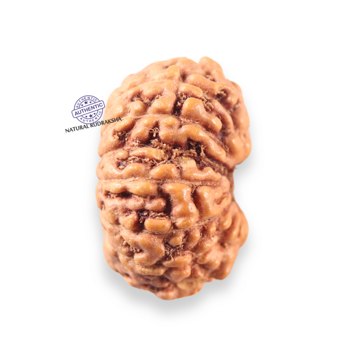 14 mukhi Indonesian Rudraksha -  Bead No.407