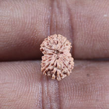 Load image into Gallery viewer, 14 mukhi Indonesian Rudraksha -  Bead No.408
