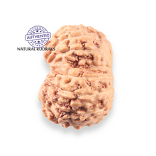Load image into Gallery viewer, 14 mukhi Indonesian Rudraksha -  Bead No.408
