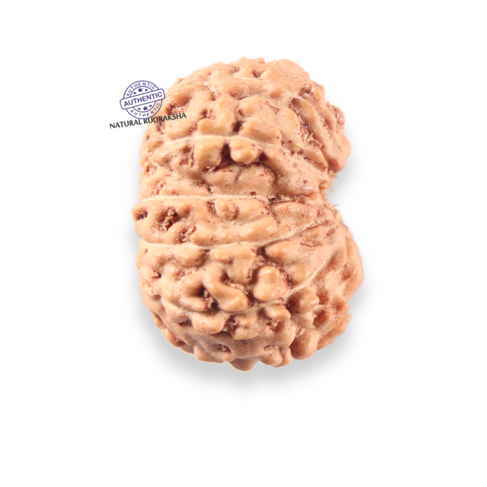 14 mukhi Indonesian Rudraksha -  Bead No.408
