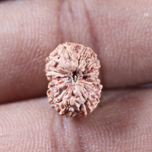 Load image into Gallery viewer, 14 mukhi Indonesian Rudraksha -  Bead No.409
