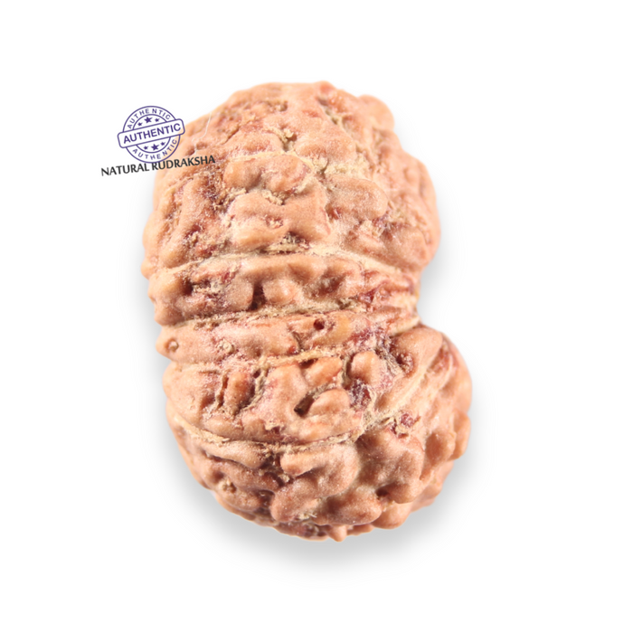 14 mukhi Indonesian Rudraksha -  Bead No.409