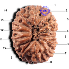 Load image into Gallery viewer, 14 mukhi Indonesian Rudraksha -  Bead No. 428
