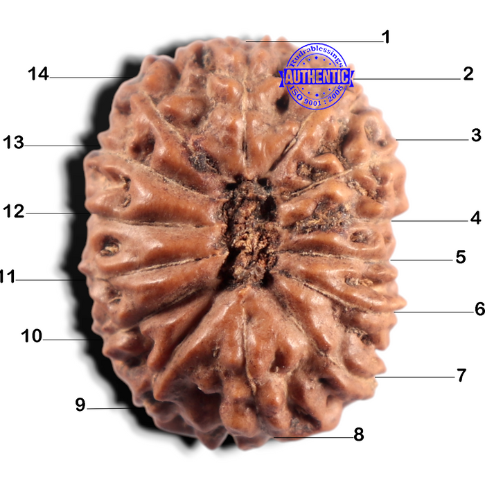 14 mukhi Indonesian Rudraksha -  Bead No. 428