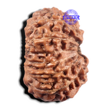 Load image into Gallery viewer, 14 mukhi Indonesian Rudraksha -  Bead No. 428
