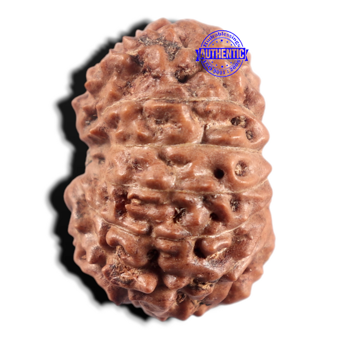 14 mukhi Indonesian Rudraksha -  Bead No. 428