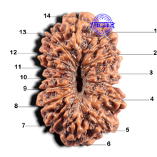 Load image into Gallery viewer, 14 mukhi Indonesian Rudraksha -  Bead No.431
