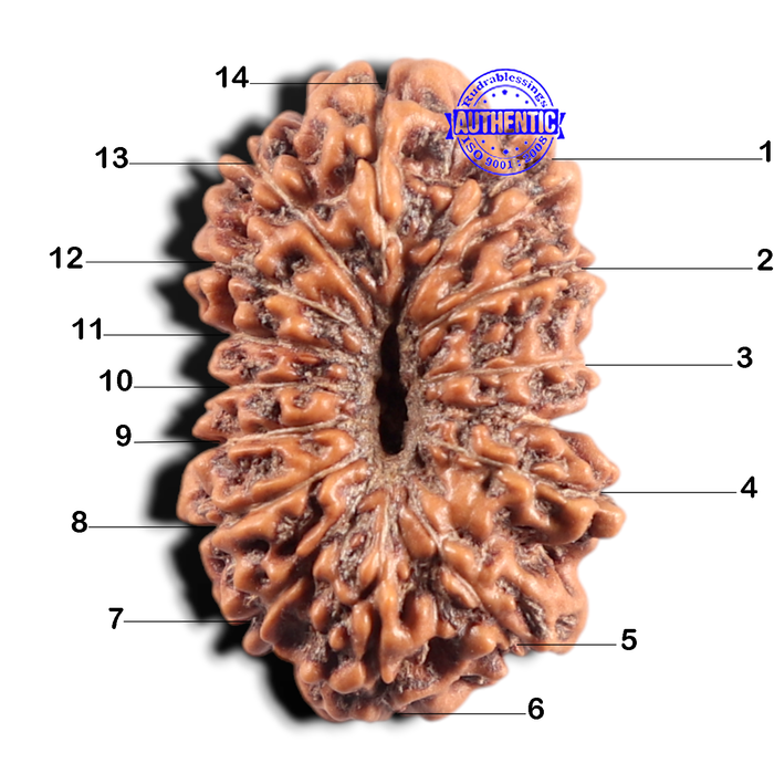14 mukhi Indonesian Rudraksha -  Bead No.431