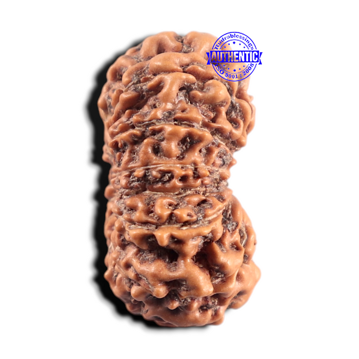 14 mukhi Indonesian Rudraksha -  Bead No.431