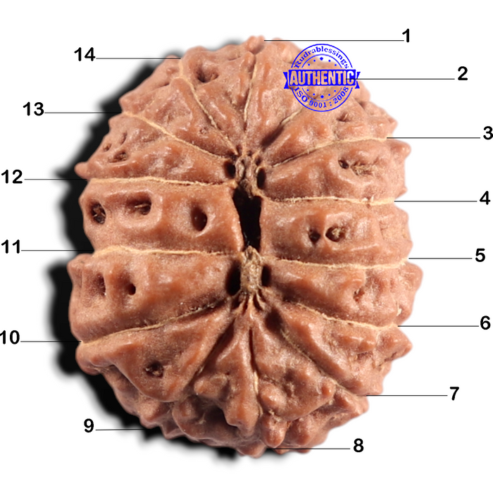 14 mukhi Indonesian Rudraksha -  Bead No. 432