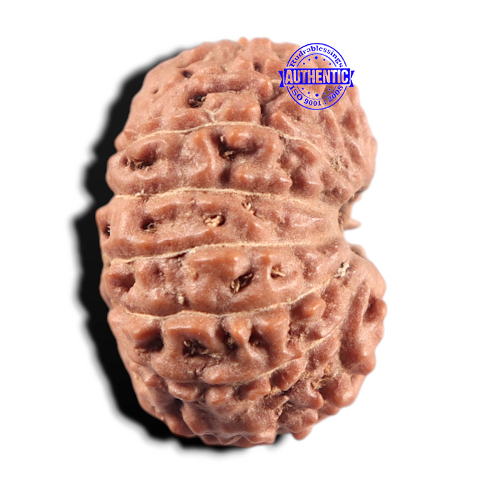 14 mukhi Indonesian Rudraksha -  Bead No. 432