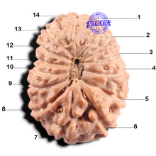 Load image into Gallery viewer, 14 mukhi Indonesian Rudraksha -  Bead No. 434
