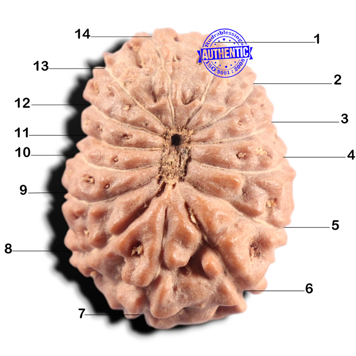14 mukhi Indonesian Rudraksha -  Bead No. 434