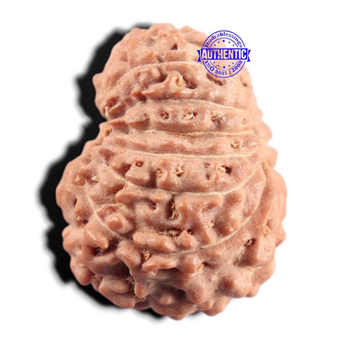 14 mukhi Indonesian Rudraksha -  Bead No. 434