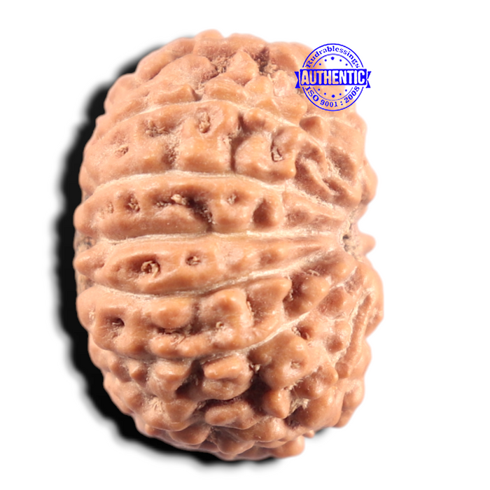 14 mukhi Indonesian Rudraksha -  Bead No. 435