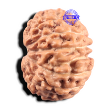 Load image into Gallery viewer, 14 mukhi Indonesian Rudraksha -  Bead No. 435
