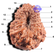 Load image into Gallery viewer, 14 mukhi Indonesian Rudraksha -  Bead No. 436
