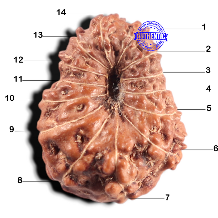 14 mukhi Indonesian Rudraksha -  Bead No. 436