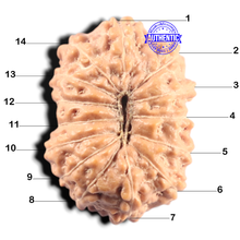 Load image into Gallery viewer, 14 mukhi Indonesian Rudraksha -  Bead No. 437
