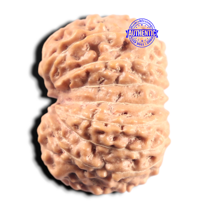 14 mukhi Indonesian Rudraksha -  Bead No. 437
