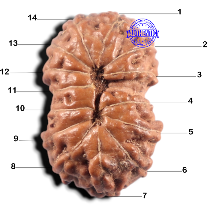 14 mukhi Indonesian Rudraksha -  Bead No. 438