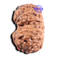 Load image into Gallery viewer, 14 mukhi Indonesian Rudraksha -  Bead No. 438
