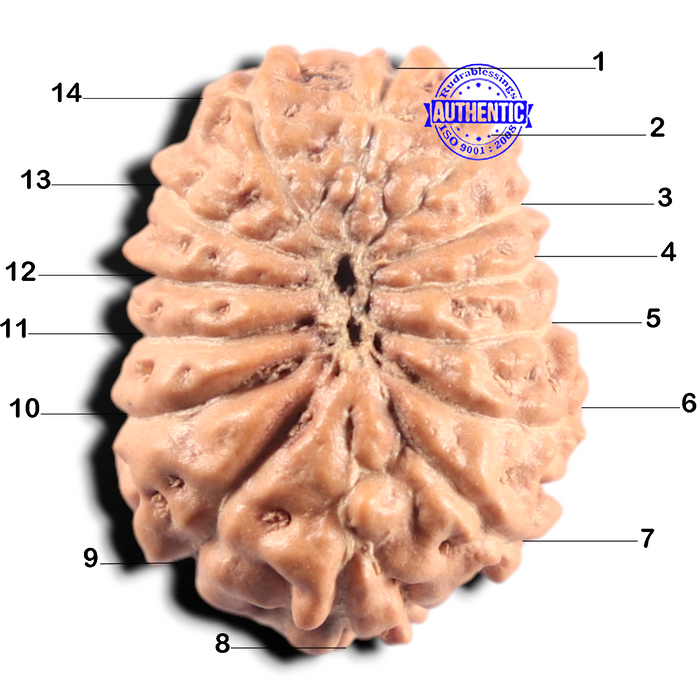 14 mukhi Indonesian Rudraksha -  Bead No. 439