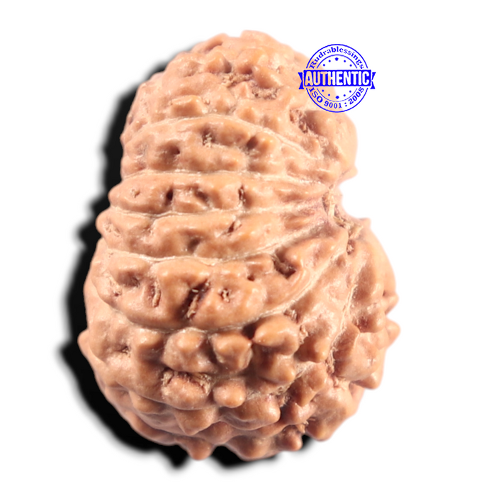 14 mukhi Indonesian Rudraksha -  Bead No. 439