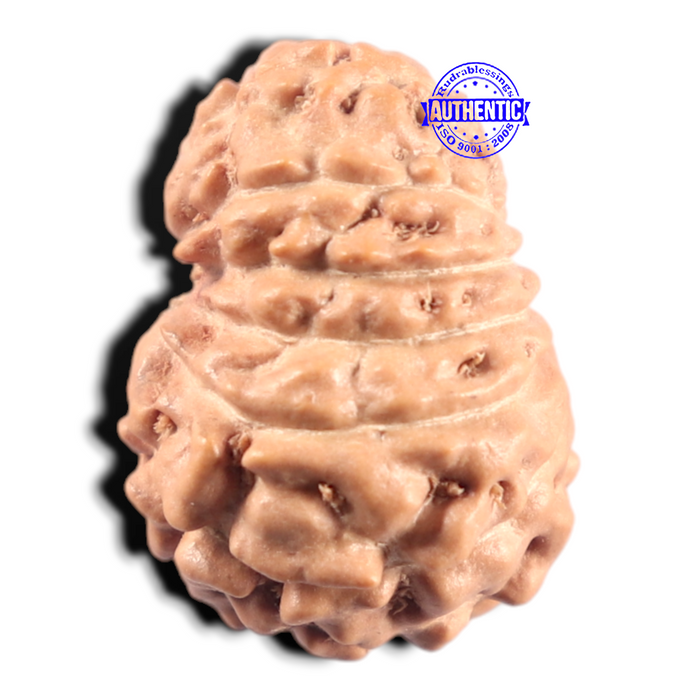 14 mukhi Indonesian Rudraksha -  Bead No. 439